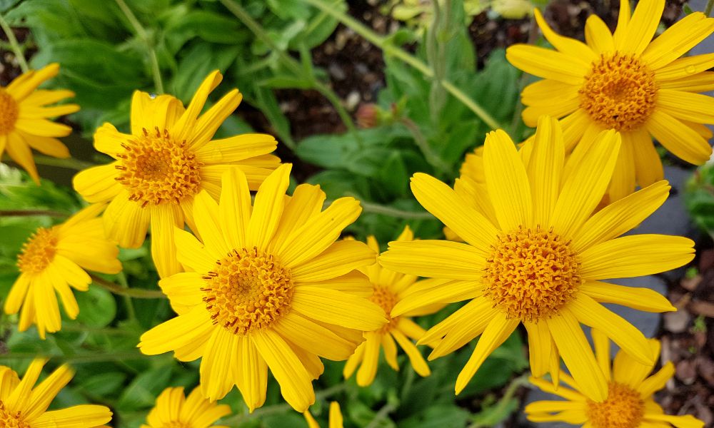 Arnica montana