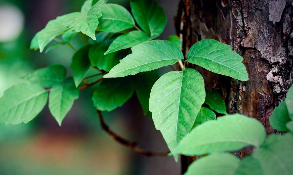 How To Get Rid Of Poison Ivy
