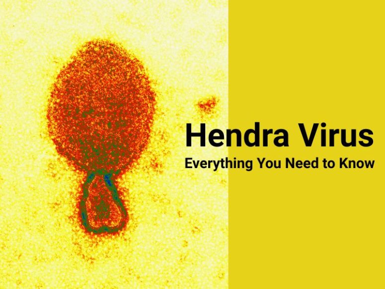 Everything to Know About Hendra virus