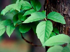 How To Get Rid Of Poison Ivy