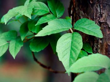 How To Get Rid Of Poison Ivy